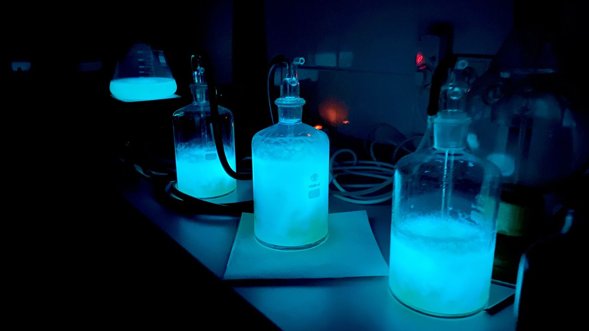 Svíticí enzymy využijí ve vědě i v ulicích, čeká se na patent